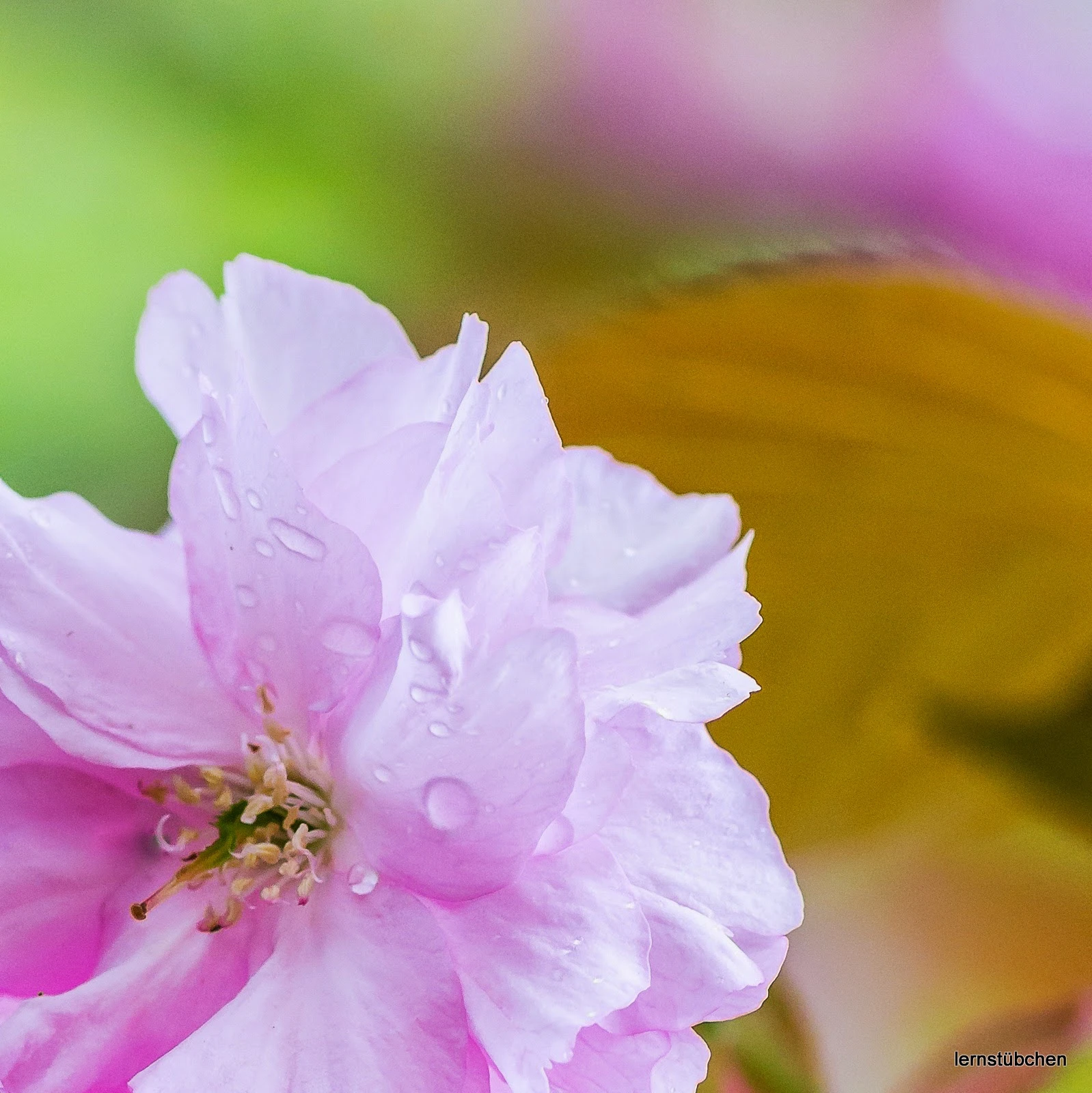 Blume.jpeg